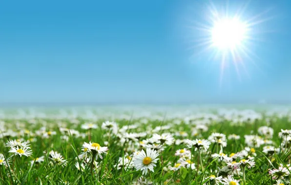 Field, the sun, flowers, nature, glade, landscapes, field