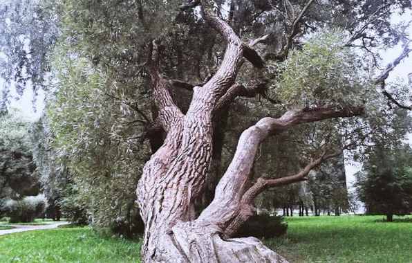 Autumn, tree, September