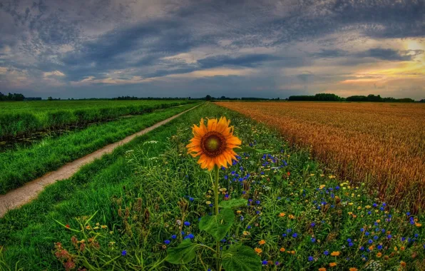 Field, sunset, flowers, sunflower, track, Netherlands, Holland, Holland