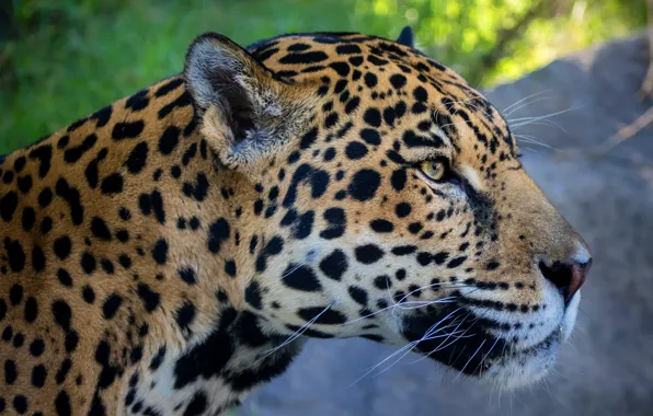 Picture look, face, close-up, background, portrait, Jaguar, profile
