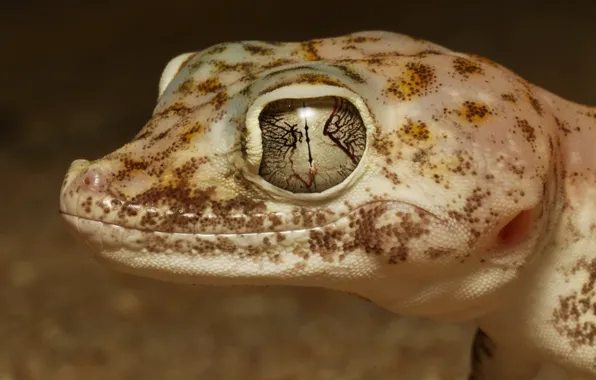 Picture eyes, look, face, close-up, background, portrait, lizard, Gecko