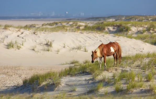 Sand, sea, grass, horse, hills, shore, horse, spotted