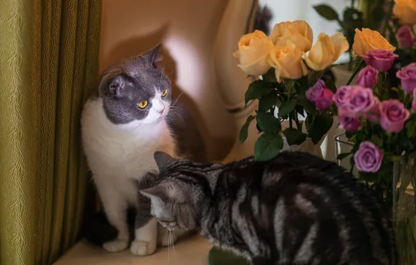 Cat, cat, look, light, flowers, roses, bouquet, yellow