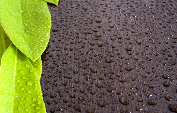 Leaves, water, drops, Rosa