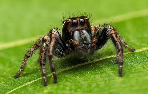 Look, macro, pose, leaf, spider, green background, bokeh, jumper