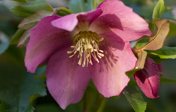 Picture macro, petals, Hellebore