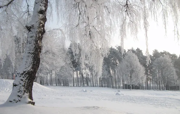 Cold, winter, snow, trees, nature, frost, Nature, trees
