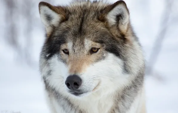 Picture winter, snow, animal, wolf, portrait