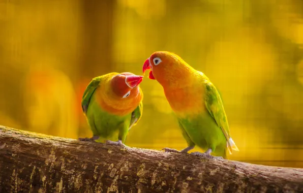 Picture forest, leaves, love, nature, bird, kiss, branch, feathers
