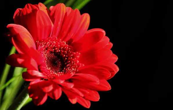 Background, Red Gerbera, Red gerbera