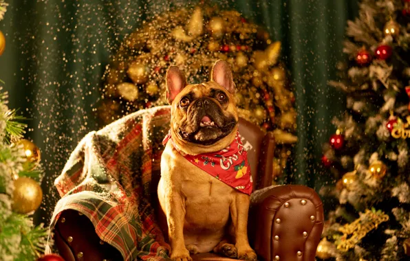 Language, look, balls, light, snow, pose, room, dog