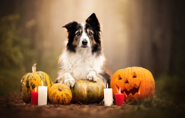 Dog, candles, pumpkin, Halloween