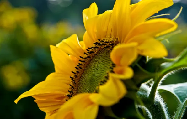 Sunflower, hairs, stem