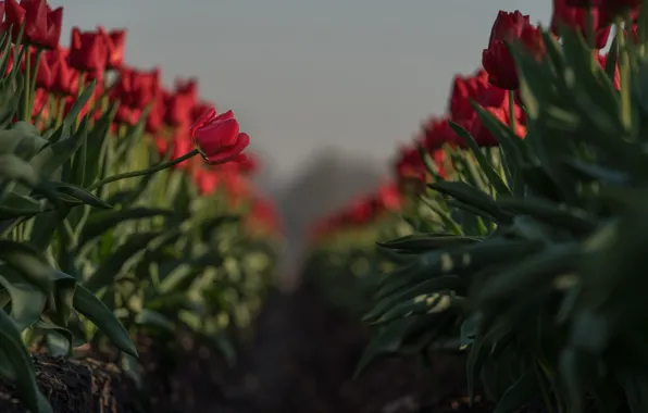 Field, leaves, light, flowers, spring, tulips, red, bokeh