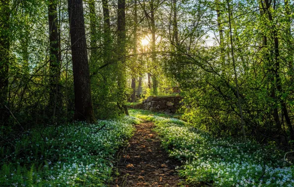 Picture the sun, flowers, nature, spring, path