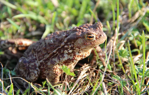 Grass, toad, amphibian