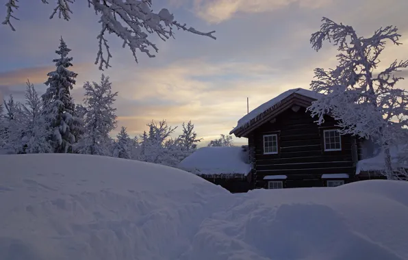 Winter, frost, forest, the sky, clouds, snow, trees, branches