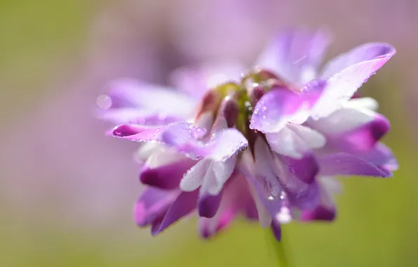 Flower, drops, nature, Rosa, Sunny, field