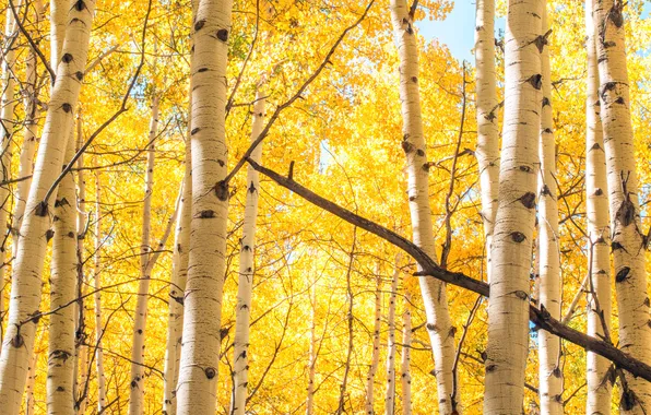 Forest, trees, birch, grove