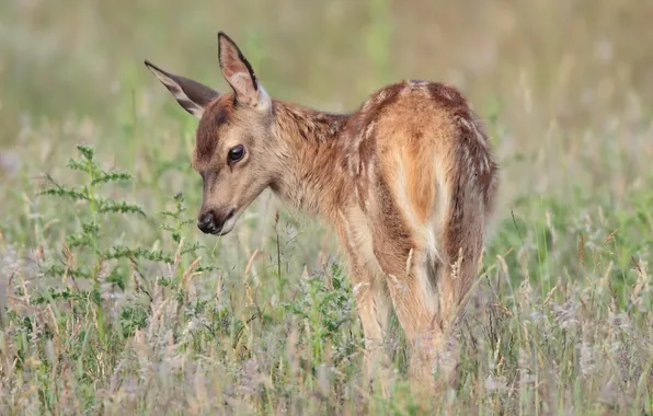 Summer, nature, deer