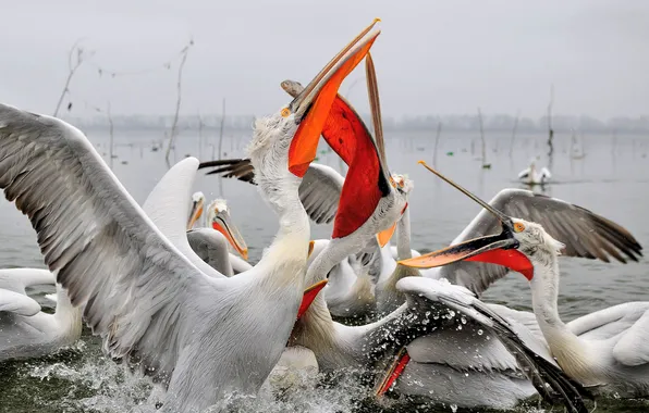 Picture water, bird, wings, beak, Pelican