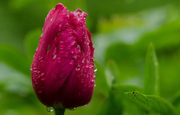 Picture drops, macro, Tulip, petals