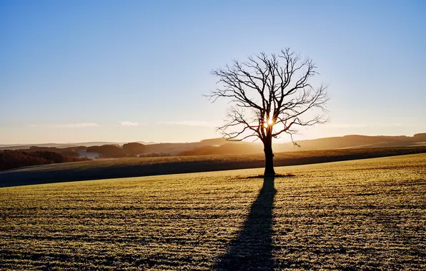 Field, light, tree, morning