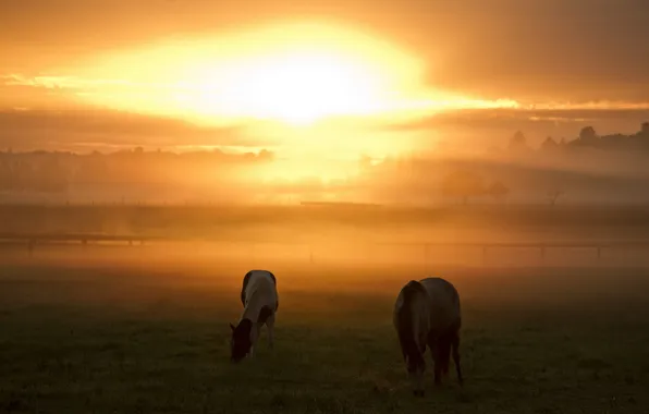 Sunset, nature, fog, horse