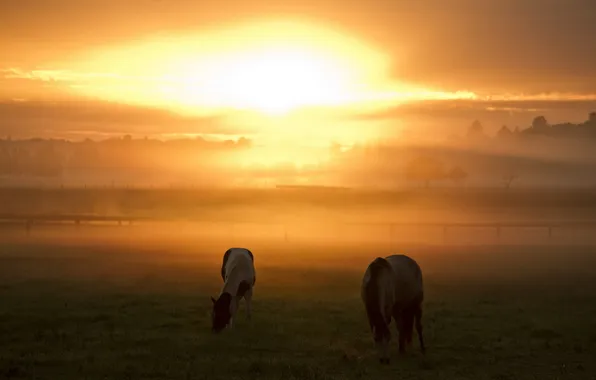 Picture sunset, nature, fog, horses