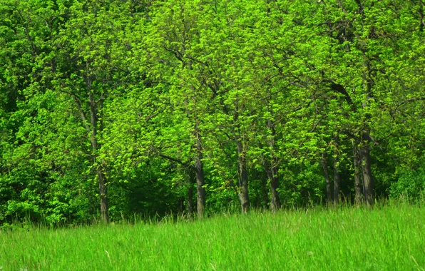 Trees, Pasas, Green