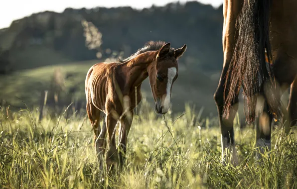 Field, grass, look, face, nature, horse, horse, horses