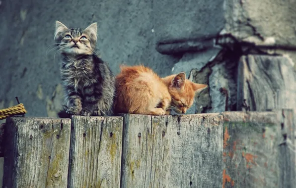 Cats, Wallpaper, the fence, kittens, wallpapers, Kote