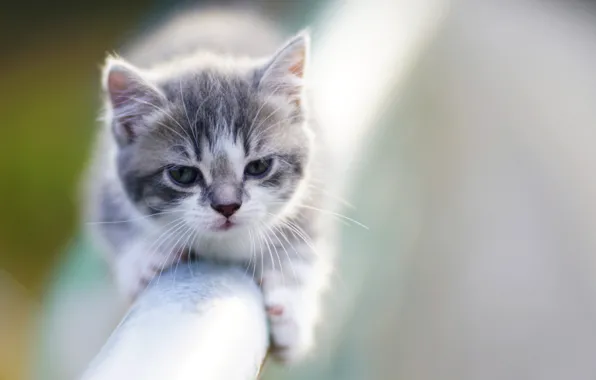 Picture background, baby, kitty