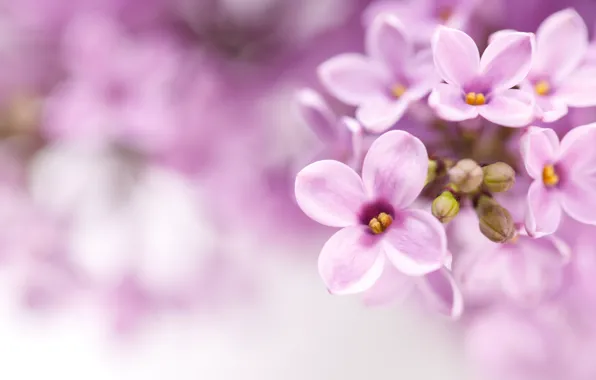Picture flowers, branches, spring, the bushes, lilac