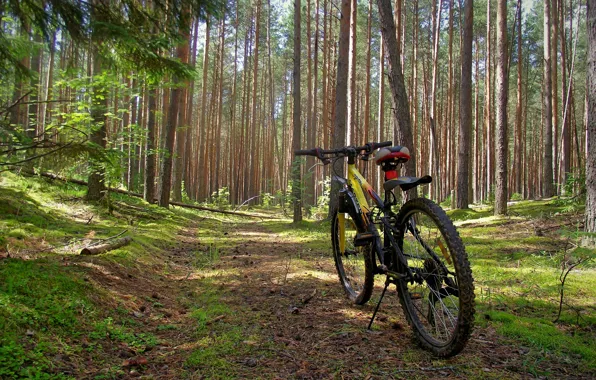 Forest, summer, nature, bike, day, solar