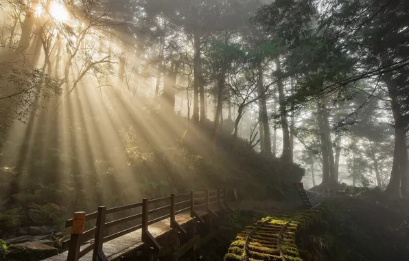 Forest, the sun, rays, light, trees, branches, thickets