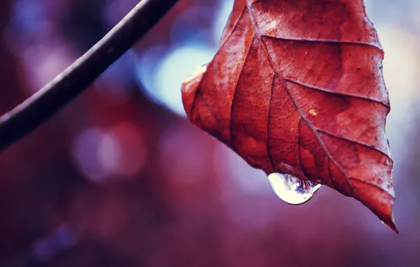 Nature, macro, leaf