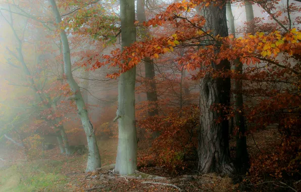 Autumn, forest, trees, branches, fog, Park, trunks, foliage