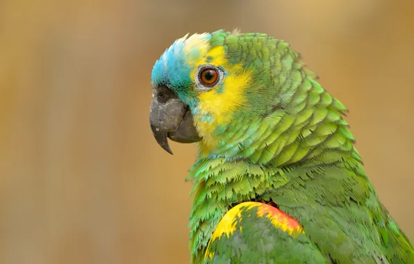 Bird, portrait, parrot, Sidelobes Amazon