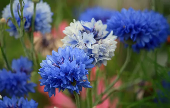 Flowers, nature, plants, cornflowers