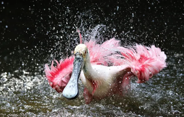 Water, squirt, bird, Pelican