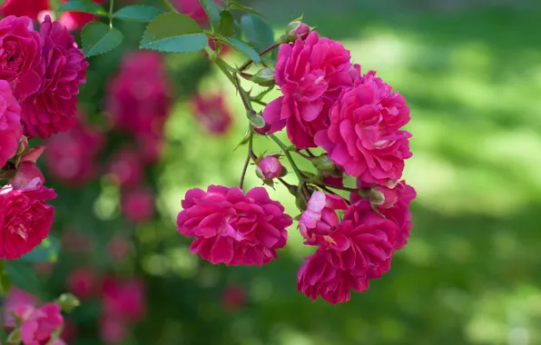 Macro, pink, Bush, roses