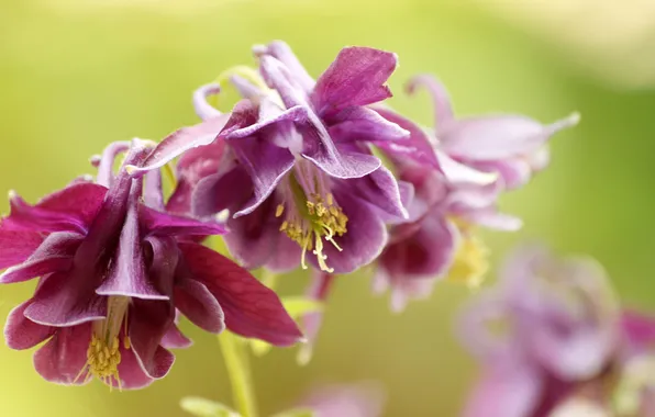 Flowers, background, blur, Burgundy