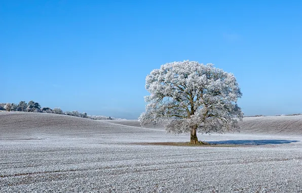 Picture frost, tree, hills, field