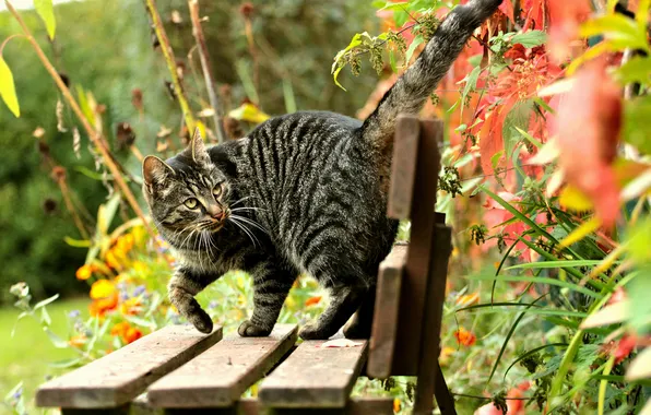Picture cat, cat, leaves, bench, nature, shop, shop, striped