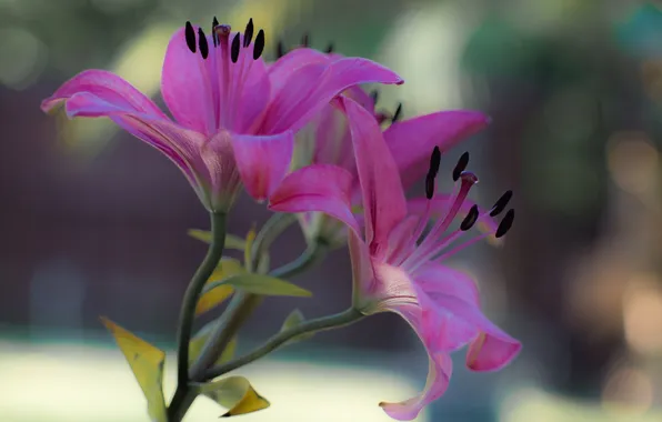 Macro, Lily, petals, stem