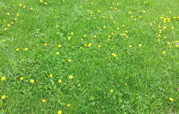Field, grass, flowers, dandelion, meadow