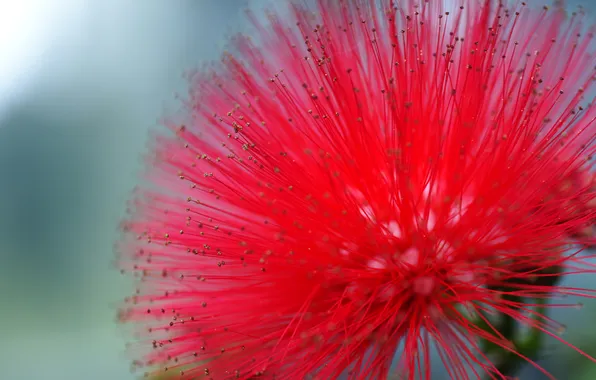 Picture flower, red, Mimosa, Powderpuff Tree