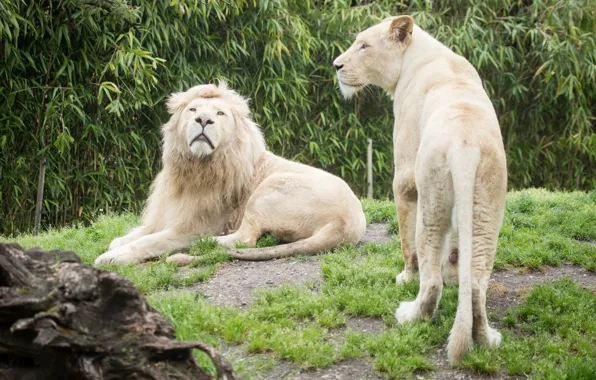 Grass, cats, Leo, lioness, white lions