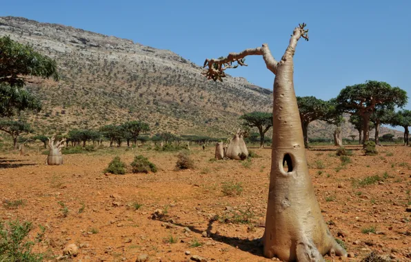 Picture trees, stones, tree, hills, Yemen, bottle